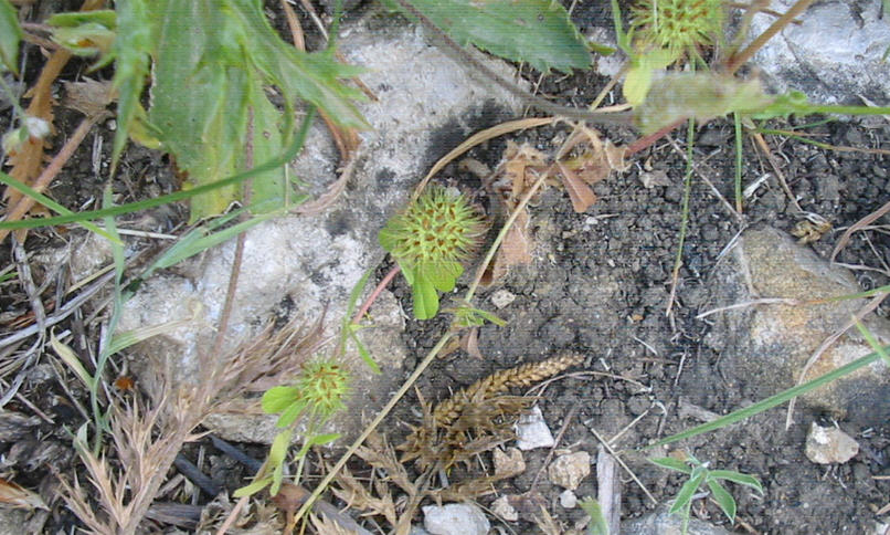 Trifolium lappaceum / Trifoglio lappaceo